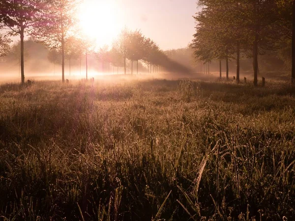 Une Vue Panoramique Des Arbres Dans Champ Pendant Lever Soleil — Photo