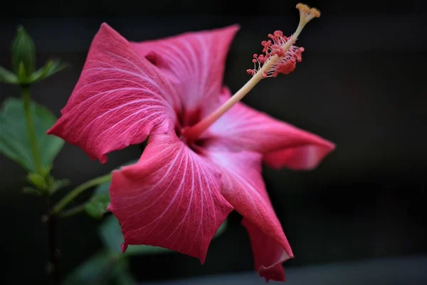 Bahçede Çiçek Açan Bir Ayakkabı Siyaha Yakın Çekim — Stok fotoğraf