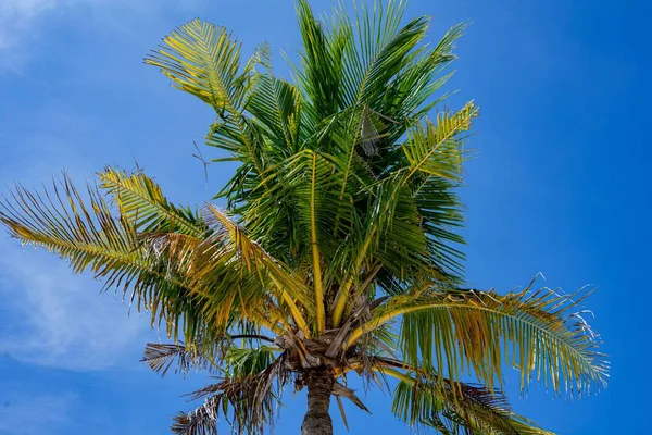 Снимок Низкого Угла Вершины Кокосового Дерева Голубым Небом — стоковое фото