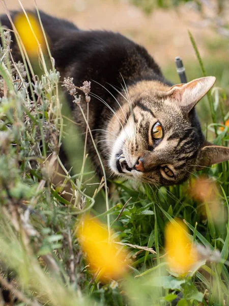 Çimenler Çiçekler Arasında Neşeli Bir Kedinin Dikey Çekimi — Stok fotoğraf