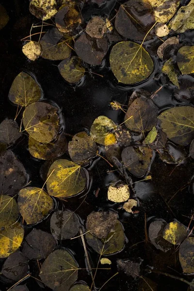 秋天的一缕垂直的叶子漂浮在肮脏的水坑里 — 图库照片
