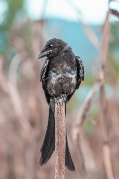 Gros Plan Vertical Oiseau Drongo Noir Perché — Photo