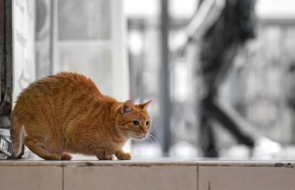 Açık Havada Sevimli Korkmuş Kızıl Bir Kedinin Yakın Çekimi — Stok fotoğraf