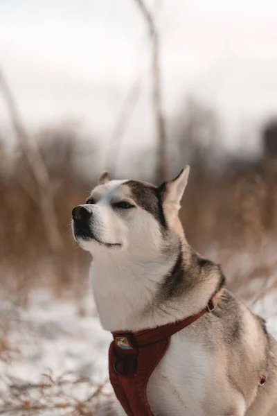 Pionowe Ujęcie Syberyjskiego Husky Ego Odizolowane Rozmytym Tle Zimie — Zdjęcie stockowe