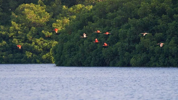 Gölü Çevreleyen Yemyeşil Ağaçlarla Çevrili Pembe Flamingo Sürüsü — Stok fotoğraf