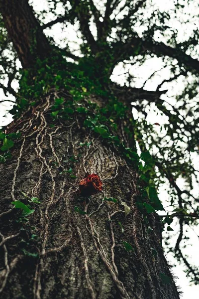Vertikal Närbild Skott Ros Vinstockar Trädet Bark — Stockfoto