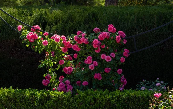Closeup Shot Pink Roses Decorating Park — Stock Photo, Image