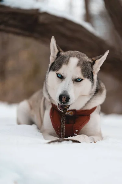 Colpo Verticale Siberiano Husky Sdraiato Terreno Coperto Neve Sfondo Sfocato — Foto Stock