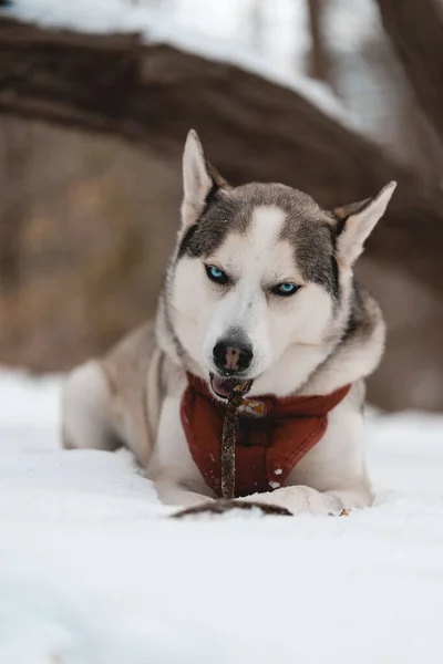 Vertikal Bild Sibirisk Husky Liggande Snötäckt Mark Suddig Bakgrund — Stockfoto