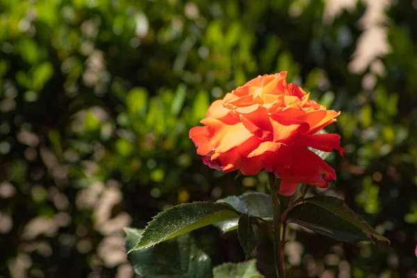 Närbild Vacker Apelsinros Blommar Trädgård — Stockfoto