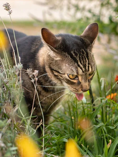 背の高い草や花の間に舌を持つタビー猫の垂直ショット — ストック写真