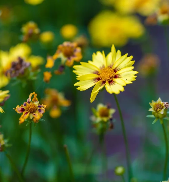 Tiro Selectivo Una Coreopsis Flor Color Amarillo Brillante Luz Natural —  Fotos de Stock