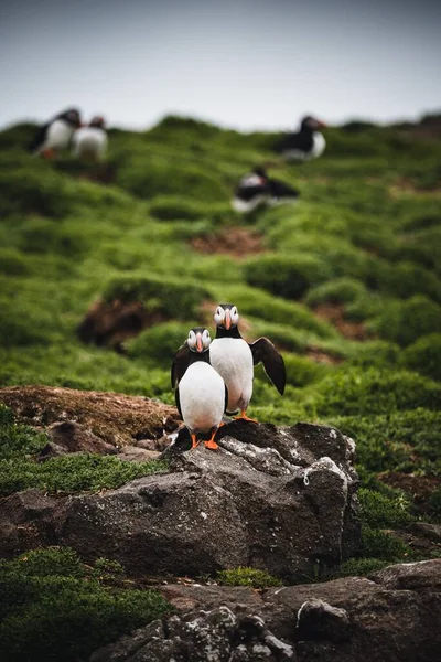 Een Verticaal Schot Van Twee Atlantische Papegaaiduikers Staand Een Klif — Stockfoto