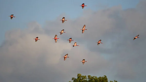 Een Kudde Roze Flamingo Die Vliegen Een Bewolkte Hemel Achtergrond — Stockfoto