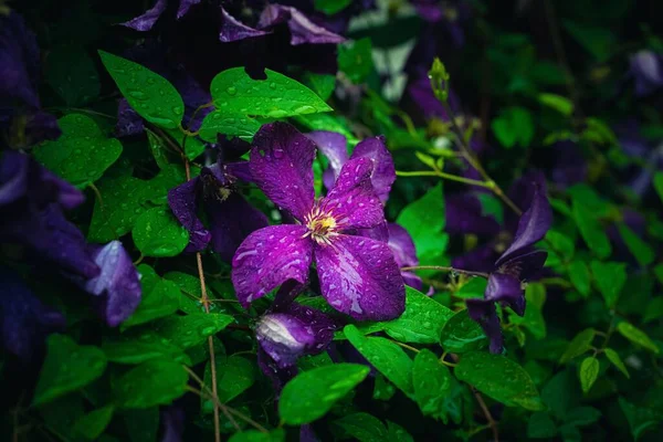 Розквіт Італійської Шкіряної Квітки Буйними Зеленими Листками — стокове фото