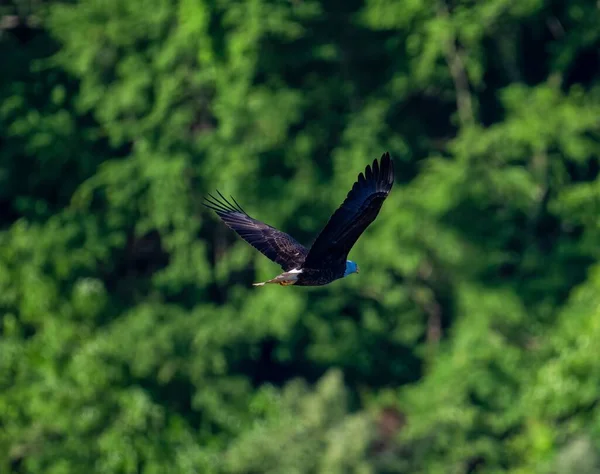 一只美丽的鹰在茂密的绿树背景上飞翔时的选择焦点 — 图库照片