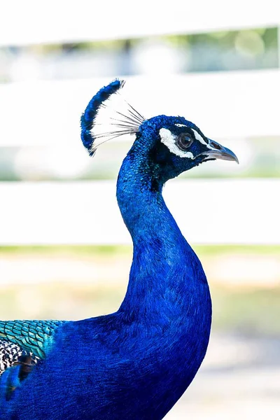 Vertikal Närbild Klarblå Indisk Påfågel — Stockfoto