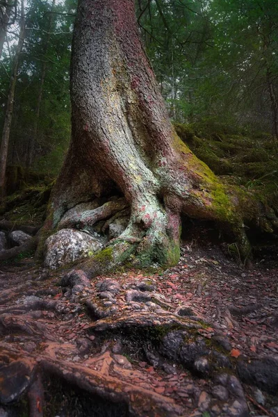 Een Verticaal Zicht Stam Wortels Van Een Oude Boom Het — Stockfoto