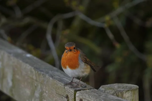 Tiro Close Pássaro Robin Europeu Erithacus Rubecula — Fotografia de Stock