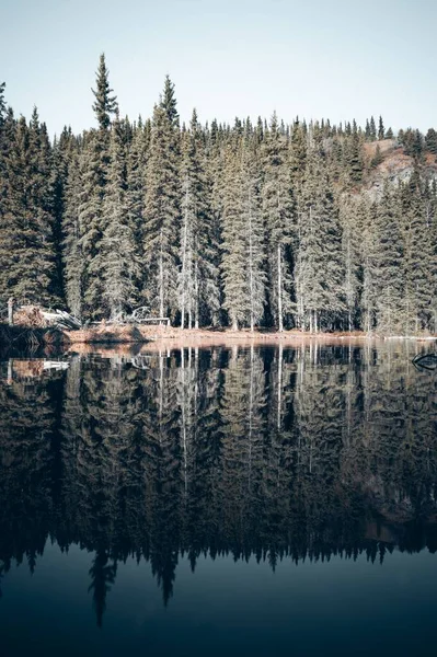 Eine Vertikale Aufnahme Eines Schönen Waldes Wassernähe — Stockfoto