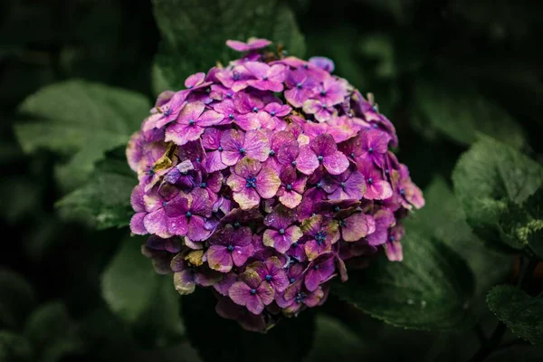 茂みの中のライラック色のアジサイの花のクローズアップ — ストック写真