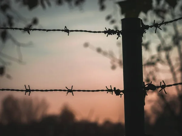 Closeup Shot Barbed Wires Sunset — Stock Photo, Image