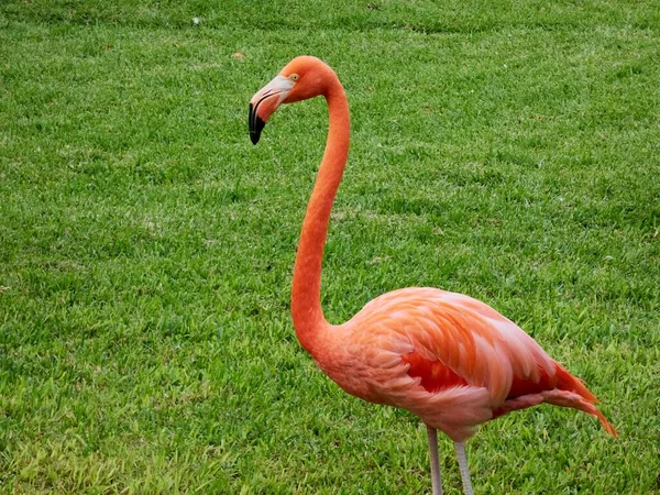 Ein Schöner Rosafarbener Flamingo Eingefangen Einer Natürlichen Umgebung Und Vegetation — Stockfoto