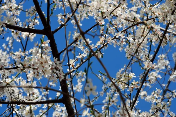 Zbliżenie Wiśniowe Drzewo Białe Kwiaty Rozkwicie — Zdjęcie stockowe