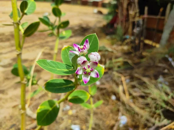 Ein Schöner Schuss Safed Aak Flowers Ayurvedische Heilpflanzen — Stockfoto