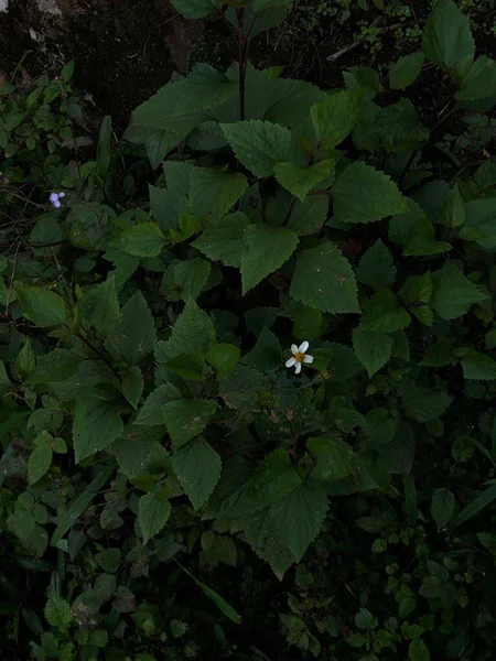 緑の植物と一般的なデイジーの花の閉鎖 — ストック写真