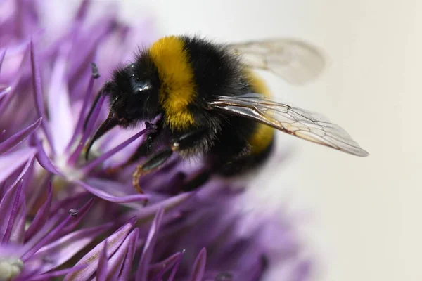 A macro shot of a bumblebee collecting honey from lavender in the process of pollination