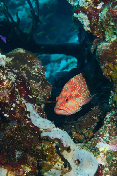 Close Peixe Jóia Poleiro Exótico Nadando Entre Formações Corais Mar — Fotografia de Stock