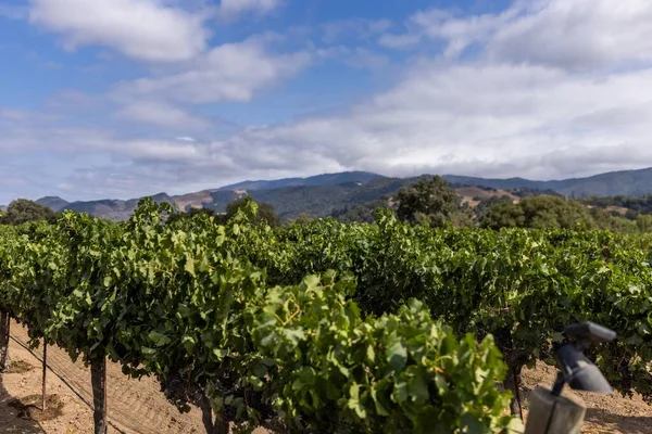 Una Toma Selectiva Viñedo Uva Vino Sur California Con Montañas — Foto de Stock