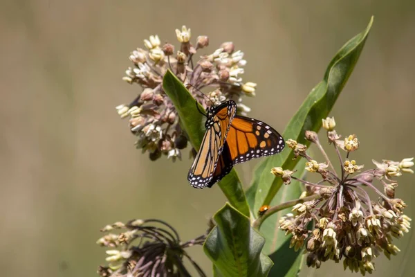 Una Macro Toma Una Mariposa Sobre Una Hoja Verde Jardín —  Fotos de Stock