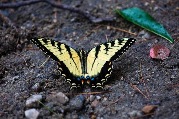 Beau Papillon Jaune Sur Sol — Photo