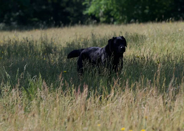 Hermoso Perro Labrador Negro Medio Campo Sombra Árbol Día Caluroso —  Fotos de Stock