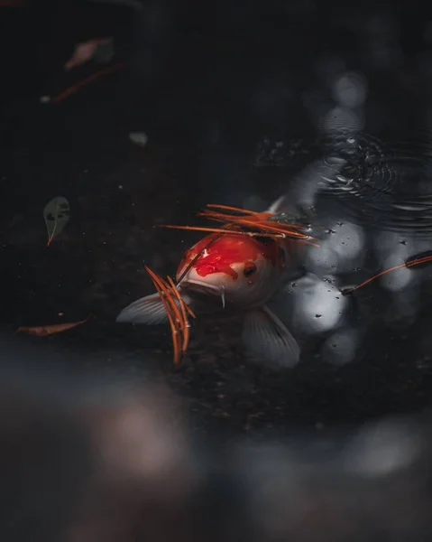 Sebuah Gambar Vertikal Dari Ikan Koi Yang Mengeluarkan Kepalanya Dari — Stok Foto