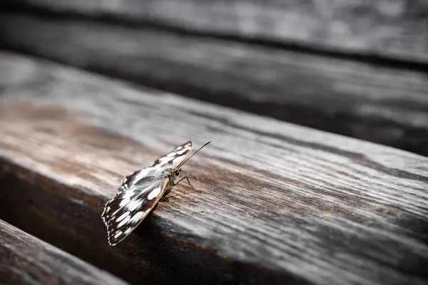 Tahta Kahverengi Bir Kelebeğin Yakın Plan Fotoğrafı — Stok fotoğraf