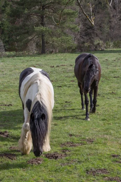 Eine Vertikale Aufnahme Von Pferden Die Auf Einem Grünen Feld — Stockfoto