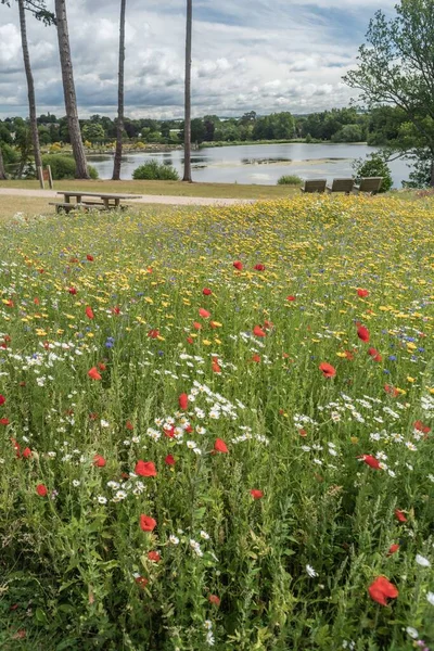 Staffordshire Lakeside Colourful Flower Display Staffordshire — Stock Photo, Image