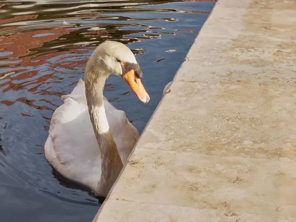 Ein Schöner Weißer Schwan Schwimmt Allein Teich Sonnenlicht — Stockfoto