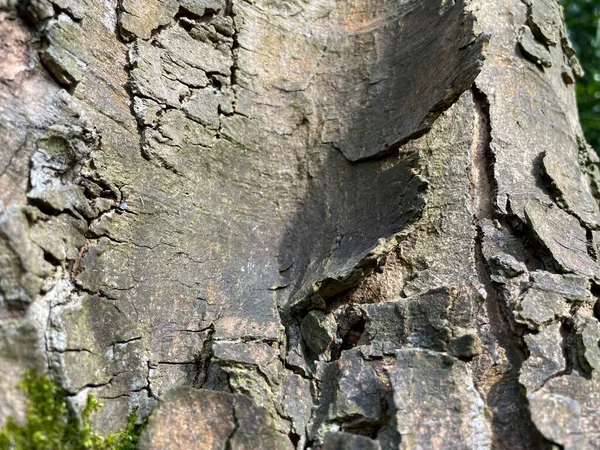 Eine Nahaufnahme Einer Baumrinde Textur — Stockfoto