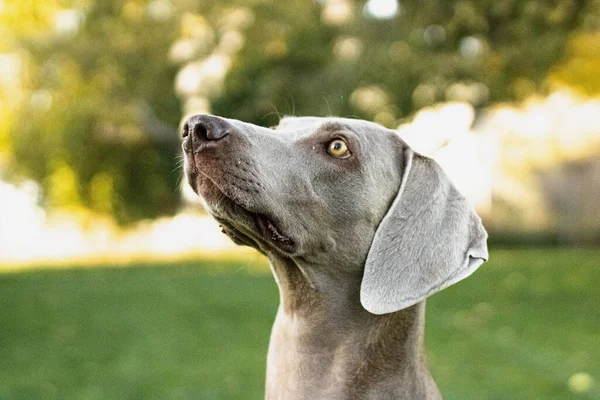 Close Cão Weimaraner Olhando Para Cima Jardim — Fotografia de Stock