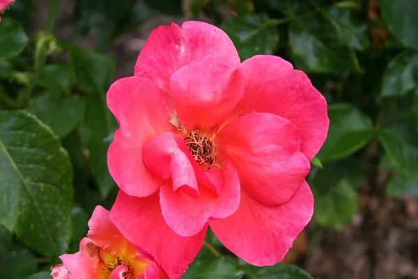 Ένα Κοντινό Πλάνο Ενός Ροζ Τριαντάφυλλου — Φωτογραφία Αρχείου