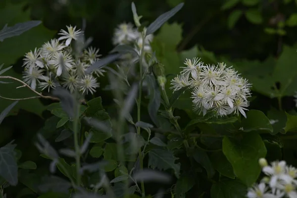 Closeup Shot White Flowers Blossoming Garden — Photo