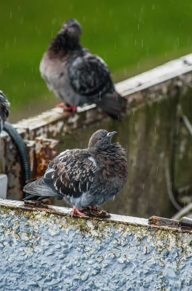 Pigeon Domestique Assis Humide Sous Pluie Sur Toit — Photo