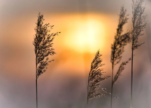 Eine Nahaufnahme Von Weizen Bei Sonnenuntergang — Stockfoto