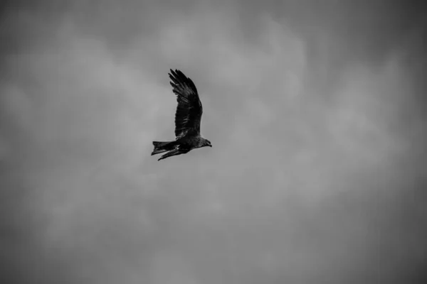 Siyah Beyaz Gökyüzünde Uçan Siyah Bir Uçurtma — Stok fotoğraf
