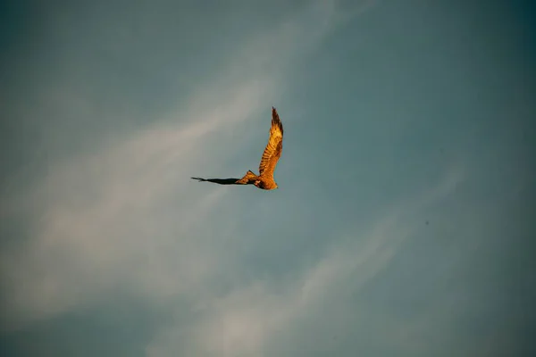 Baksida Bild Fågel Flyger Blå Ljus Himmel — Stockfoto