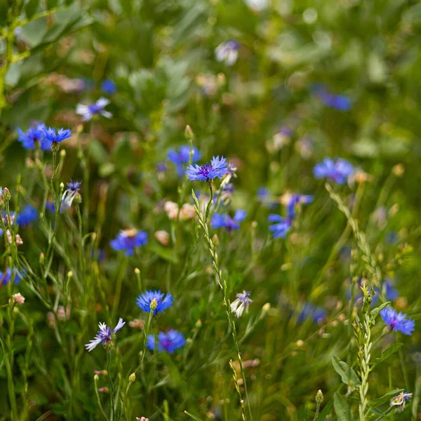 A selective focus shot of wildflowers in the field